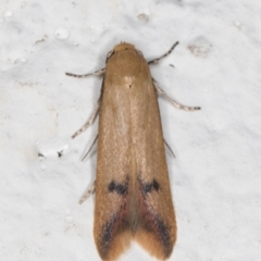 Tachystola hemisema (A Concealer moth) at Melba, ACT - 28 Sep 2021 by kasiaaus