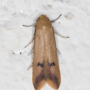 Tachystola hemisema at Melba, ACT - 29 Sep 2021 12:50 AM