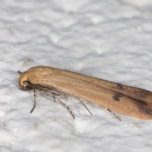 Tachystola hemisema at Melba, ACT - 29 Sep 2021 12:50 AM