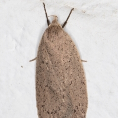 Chezala privatella (A Concealer moth) at Melba, ACT - 29 Sep 2021 by kasiaaus