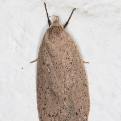 Chezala privatella (A Concealer moth) at Melba, ACT - 28 Sep 2021 by kasiaaus