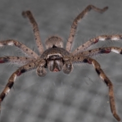 Isopeda or Isopedella sp. (genus) (Huntsman) at Melba, ACT - 28 Sep 2021 by kasiaaus