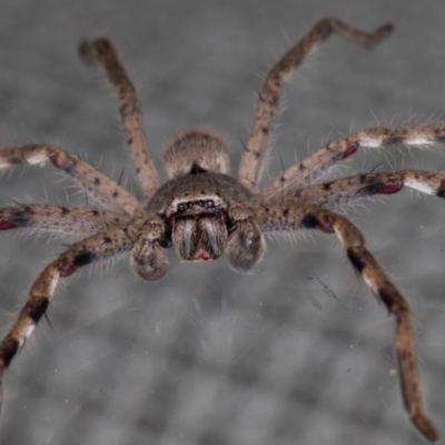 Isopeda or Isopedella sp. (genus) (Huntsman) at Melba, ACT - 29 Sep 2021 by kasiaaus