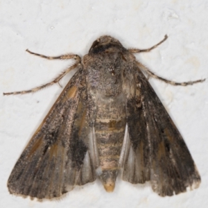 Noctuidae (family) at Melba, ACT - 29 Sep 2021