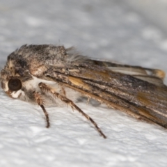 Noctuidae (family) at Melba, ACT - 29 Sep 2021 08:58 PM