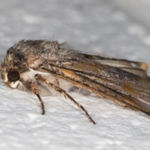 Noctuidae (family) at Melba, ACT - 29 Sep 2021 08:58 PM