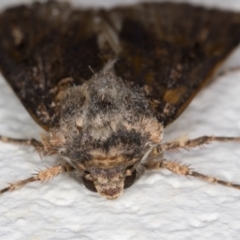 Noctuidae (family) at Melba, ACT - 29 Sep 2021