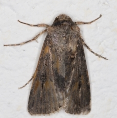 Noctuidae (family) at Melba, ACT - 29 Sep 2021