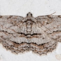 Didymoctenia exsuperata (Thick-lined Bark Moth) at Melba, ACT - 29 Sep 2021 by kasiaaus