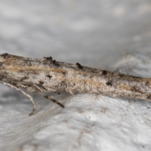 Epermenia exilis at Melba, ACT - 30 Sep 2021 12:08 AM