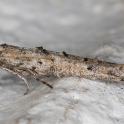 Epermenia exilis (Shark Moth (family Epermeniidae)) at Melba, ACT - 29 Sep 2021 by kasiaaus