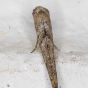 Epermenia exilis at Melba, ACT - 30 Sep 2021 12:08 AM