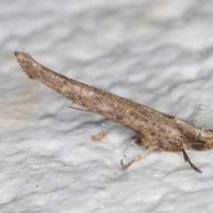 Zelleria cynetica (Rectangular Ermine Moth) at Melba, ACT - 30 Sep 2021 by kasiaaus