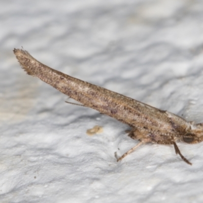 Zelleria cynetica (Rectangular Ermine Moth) at Melba, ACT - 29 Sep 2021 by kasiaaus