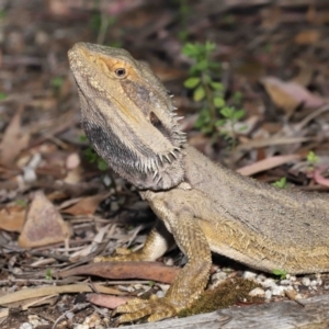 Pogona barbata at Acton, ACT - suppressed