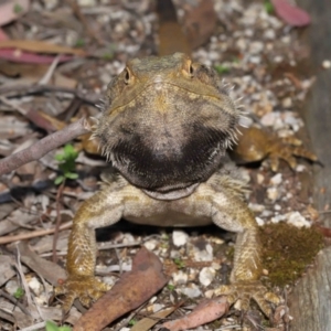 Pogona barbata at Acton, ACT - suppressed