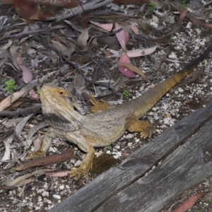 Pogona barbata at Acton, ACT - suppressed