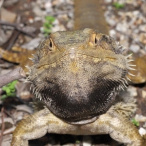 Pogona barbata at Acton, ACT - suppressed