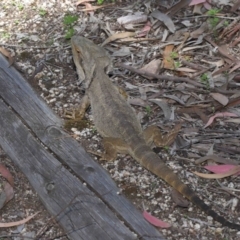 Pogona barbata at Acton, ACT - suppressed