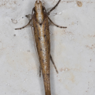 Zelleria cynetica (Rectangular Ermine Moth) at Melba, ACT - 30 Sep 2021 by kasiaaus