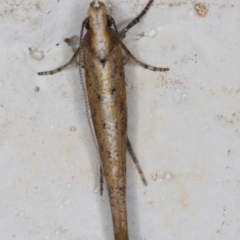 Zelleria cynetica (Rectangular Ermine Moth) at Melba, ACT - 29 Sep 2021 by kasiaaus