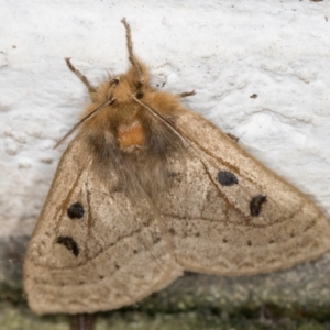 Anthela ocellata at Melba, ACT - 30 Sep 2021