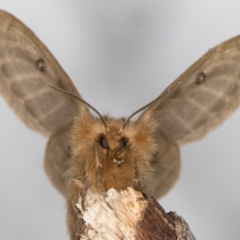 Anthela ocellata at Melba, ACT - 30 Sep 2021