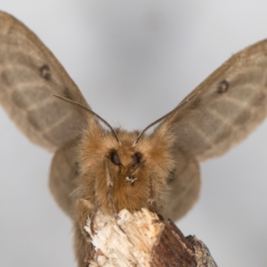 Anthela ocellata at Melba, ACT - 30 Sep 2021