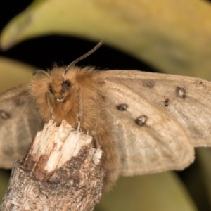 Anthela ocellata at Melba, ACT - 30 Sep 2021