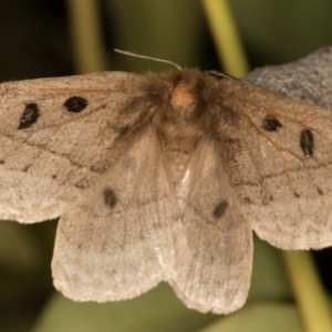 Anthela ocellata at Melba, ACT - 30 Sep 2021