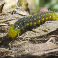 Cryptoptila australana (Elderberry Leaf Roller Moth) at Namadgi National Park - 29 Nov 2021 by Christine