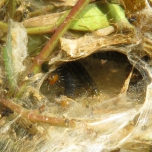 Cryptoptila australana at Cotter River, ACT - 29 Nov 2021