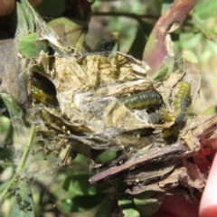 Cryptoptila australana at Cotter River, ACT - 29 Nov 2021