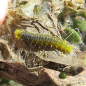 Cryptoptila australana at Cotter River, ACT - 29 Nov 2021 12:53 PM