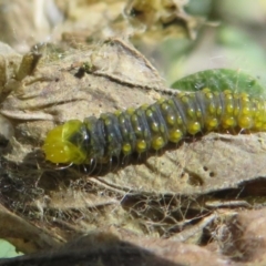 Cryptoptila australana at Cotter River, ACT - 29 Nov 2021