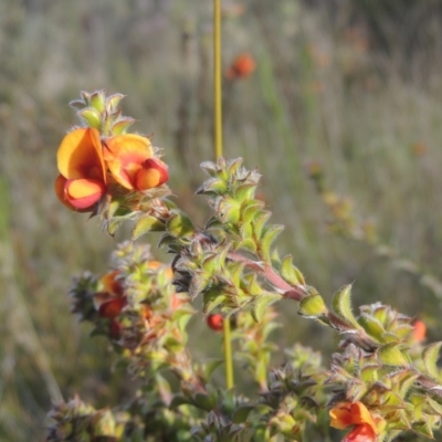 Pultenaea procumbens (Bush Pea) at Rob Roy Range - 20 Oct 2021 by michaelb