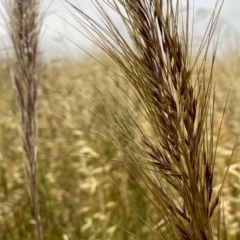 Austrostipa densiflora (Foxtail Speargrass) at Googong, NSW - 3 Dec 2021 by Wandiyali