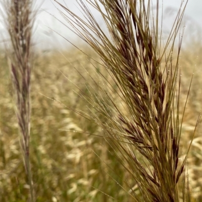 Austrostipa densiflora (Foxtail Speargrass) at Googong, NSW - 3 Dec 2021 by Wandiyali