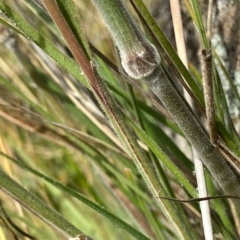 Austrostipa densiflora at Googong, NSW - 4 Dec 2021