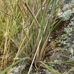 Austrostipa densiflora at Googong, NSW - 4 Dec 2021