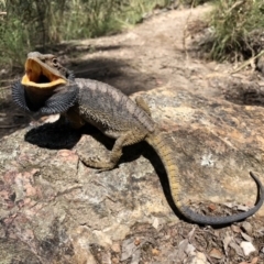 Pogona barbata (Eastern Bearded Dragon) at Bruce, ACT - 3 Dec 2021 by KMcCue