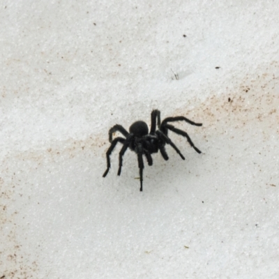 Hadronyche alpina (Alpine funnelweb spider) at Kosciuszko, NSW - 4 Dec 2021 by Philip