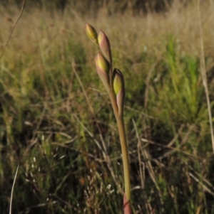 Thelymitra sp. at Conder, ACT - 20 Oct 2021