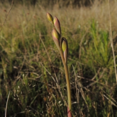 Thelymitra sp. (A Sun Orchid) at Rob Roy Range - 20 Oct 2021 by michaelb