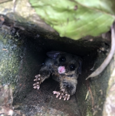 Trichosurus vulpecula (Common Brushtail Possum) at Weetangera, ACT - 2 Dec 2021 by KMcCue