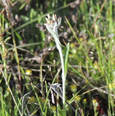 Euchiton japonicus (Creeping Cudweed) at Rob Roy Range - 20 Oct 2021 by michaelb