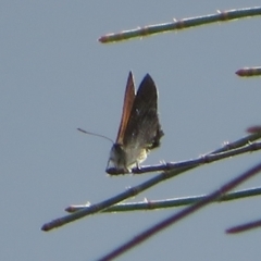 Acrodipsas aurata (Golden Ant-blue) at Mount Ainslie - 2 Dec 2021 by Christine