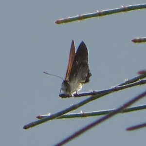 Acrodipsas aurata at Ainslie, ACT - 2 Dec 2021