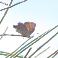 Acrodipsas aurata at Ainslie, ACT - 2 Dec 2021