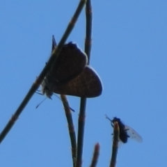 Acrodipsas aurata at Ainslie, ACT - 2 Dec 2021